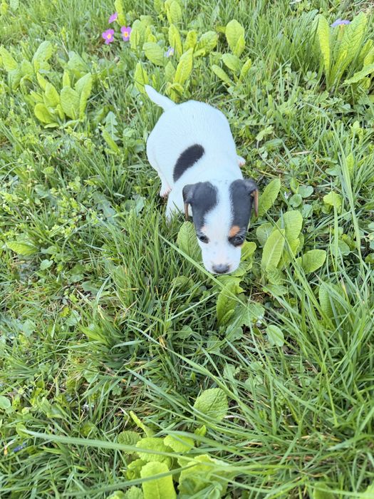 Джак ръсел териери