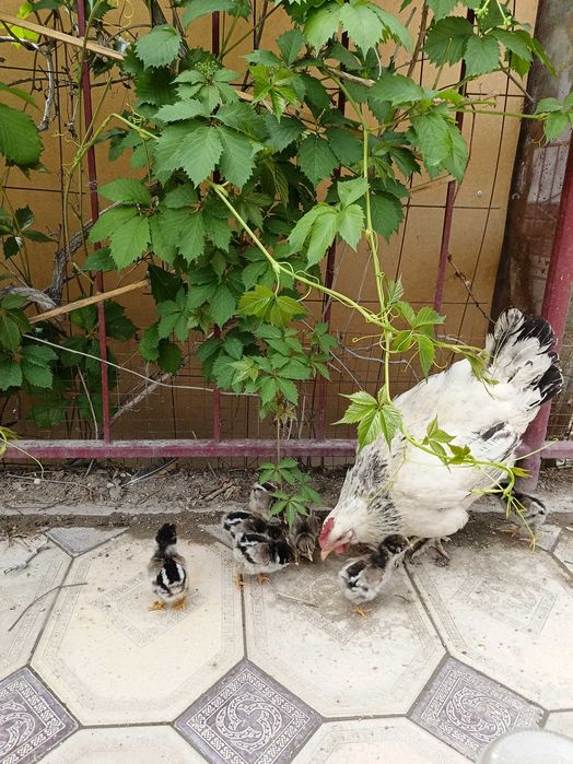 Продается курочка с цыплятами