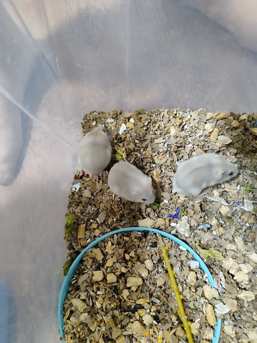 Хомяки в добрые руки