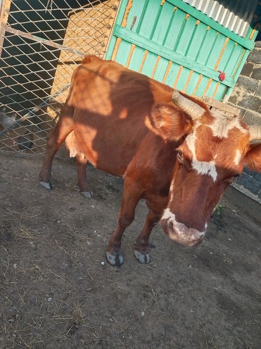 Продам корову тельную