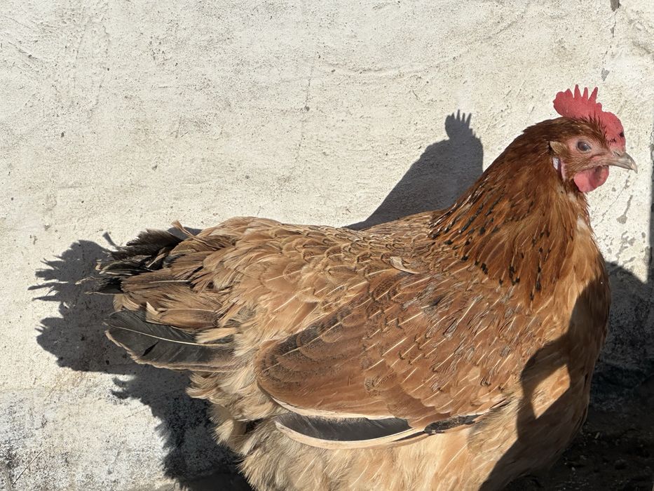 Инкубационные яйца кур микс