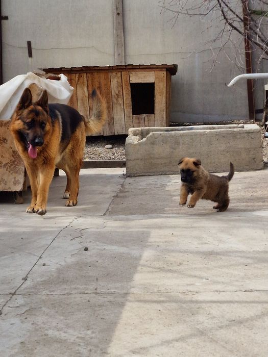 Щенок немецкой овчарки