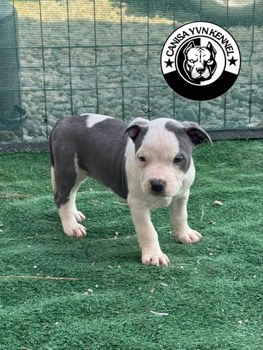 Amstaff blue.
