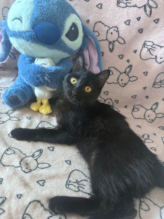 Черный котенок мальчик в добрые руки