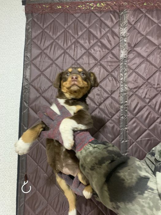 Австралийский келпи щенок девочка