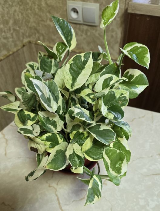 Сциндапсус Н-Джой