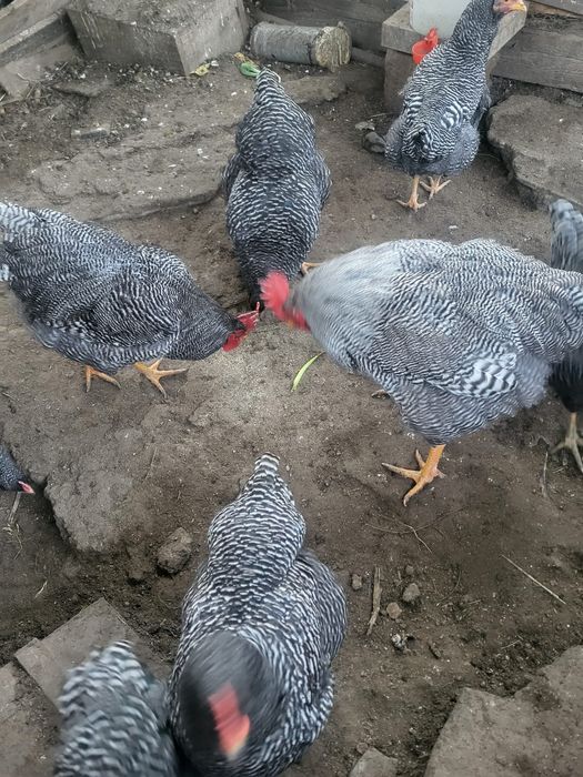 Pui si oua din  rasa Brahma HD,albastru,potarnichiu si Plymouth rock b