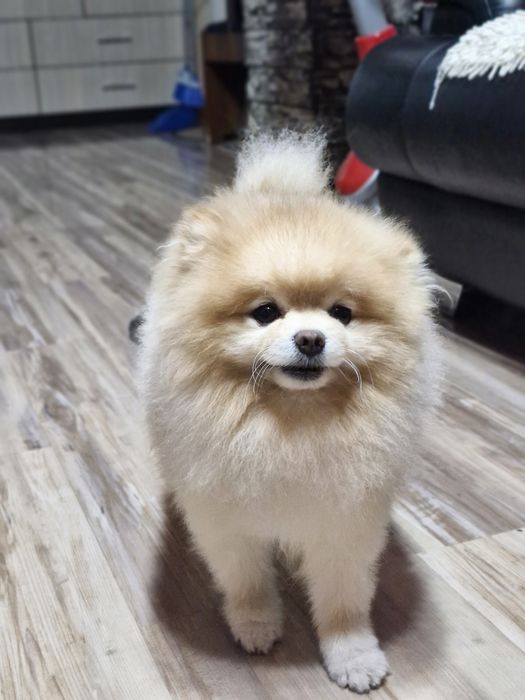 Вязка с очаровательным щенком