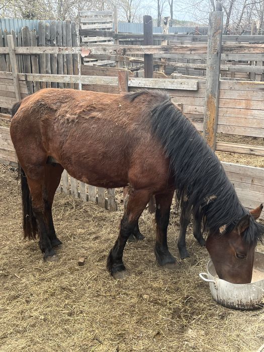 Бие құлынымен Кабыла