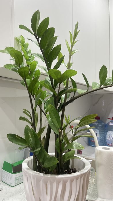 Замиокулькас цветы домашние