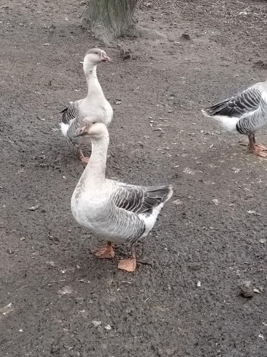 Vând 4 gâște din iunie