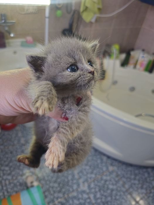 Отдам в добрые руки. Котят.