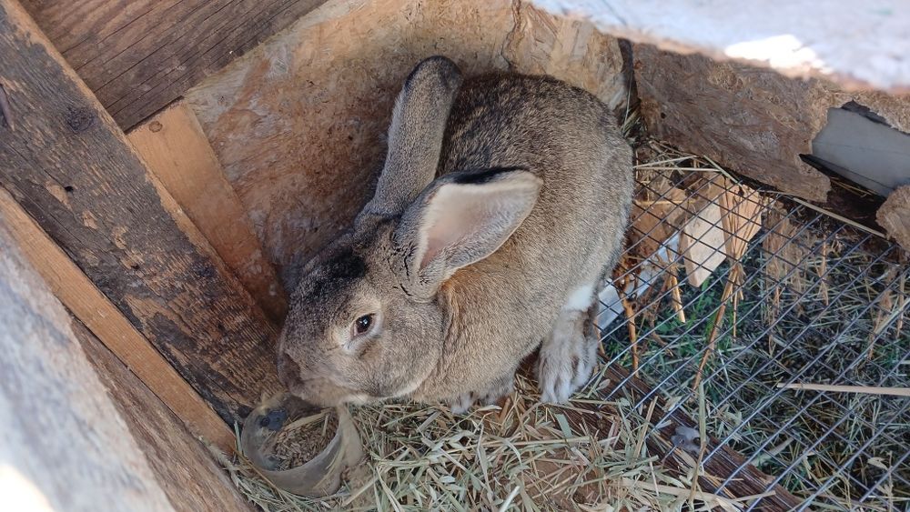 Продаются Кролики