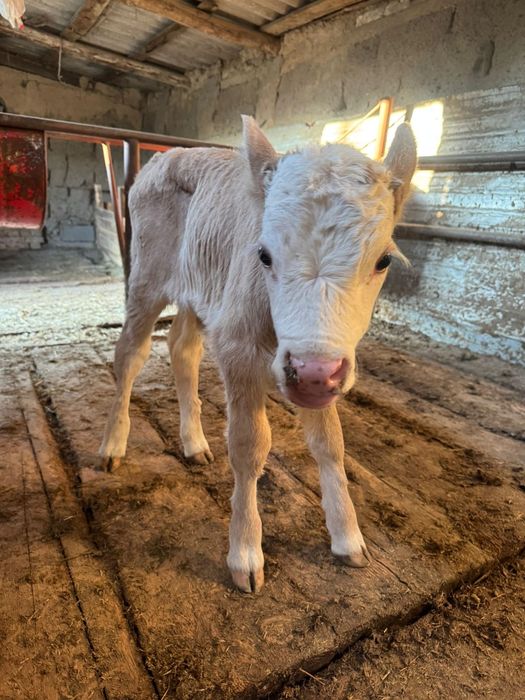 Продам корову с телёнком