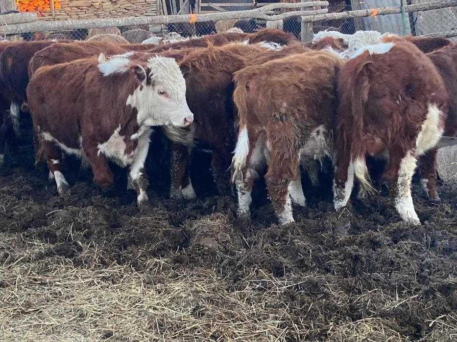 Бычки с откорма / Откормда тұрған бұқалар