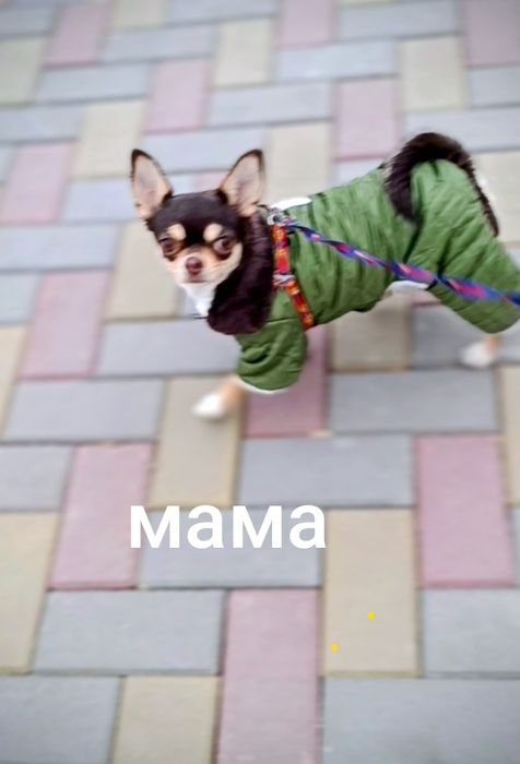 Мини малышка щенок