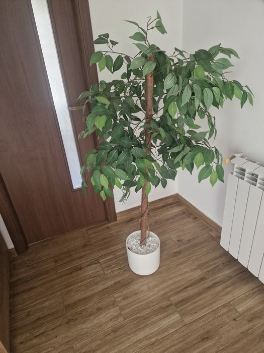 Ficus Benjamina cu frunze artificiale