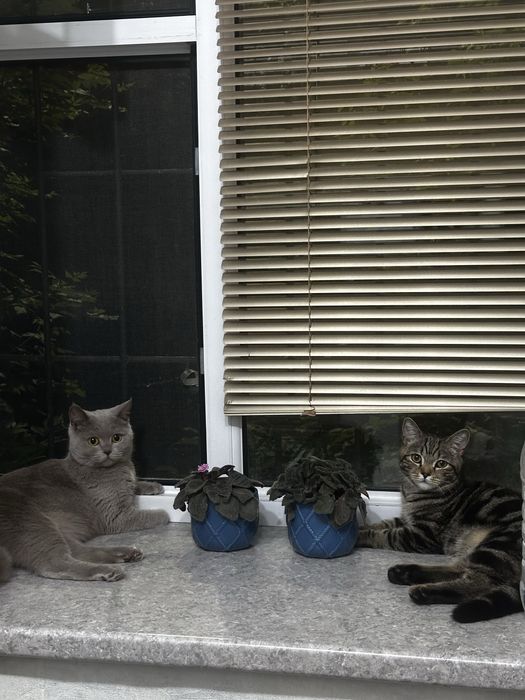 Отдам в добрые руки