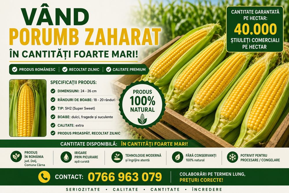 Vând porumb zaharat zaharat de calibru foarte mare
