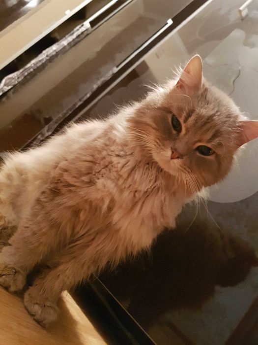 Отдам кота в добрые руки!