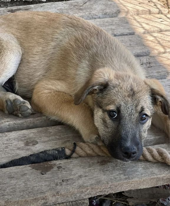 Продам щенки