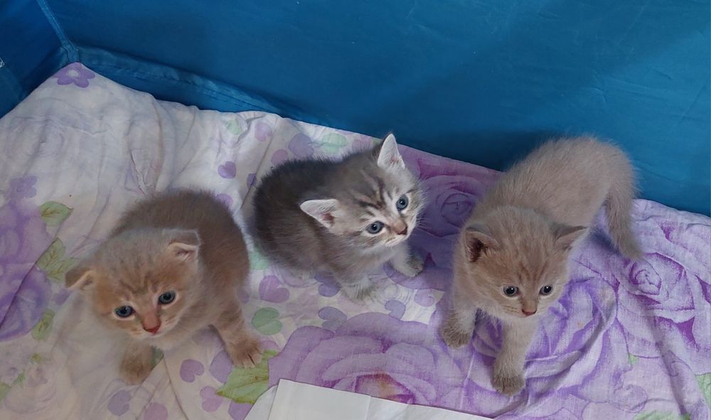 Продадим котят шотландские вислоухие и прямоухие