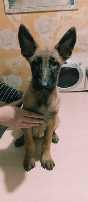 Щенки Бельгийской овчарки(Малинуа)