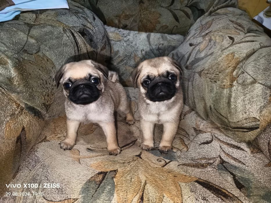 Продам щенков Мопса.