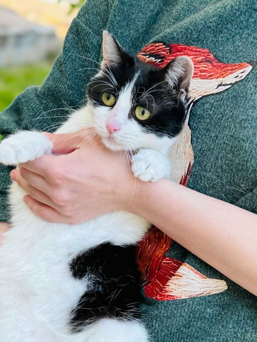 Коте Kари търси своя дом