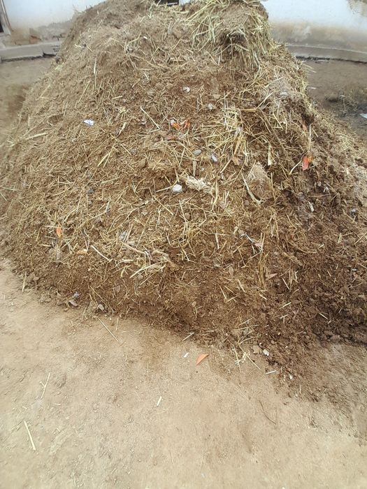 Chiritilgan katta mol gungi.