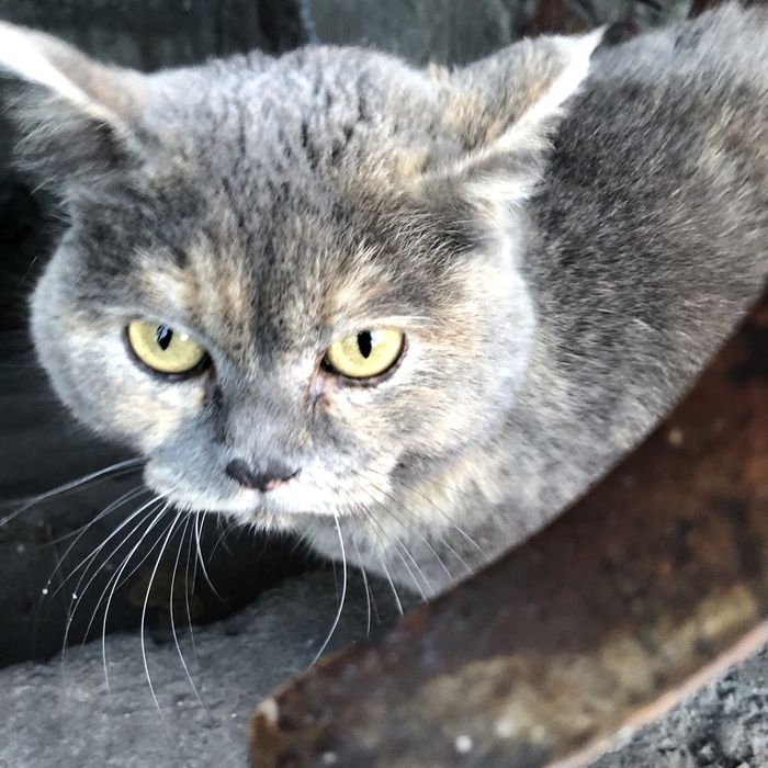 Животные. Кошки.