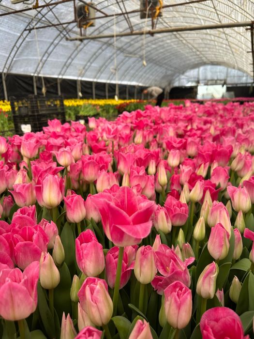 Тюльпаны оптом премиальный сорта