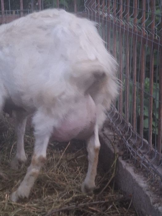 Capra Alba de Banat