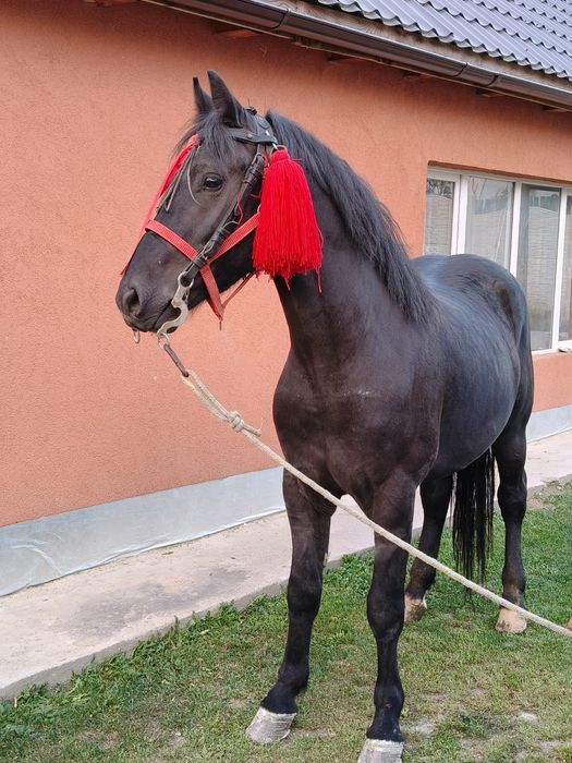 Mânz castrat de vanzare