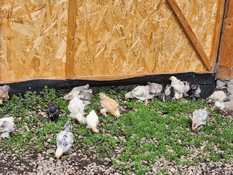 Pui Brahma de 5 săptămâni disponibili in Dumitra