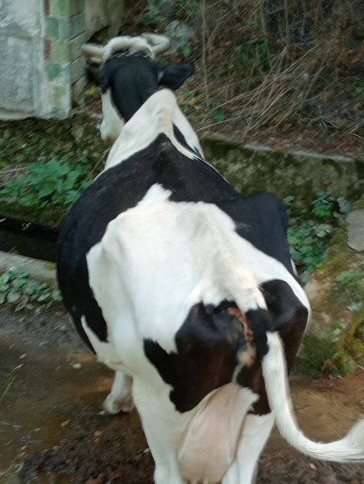 Vând vacă bălțat românesc