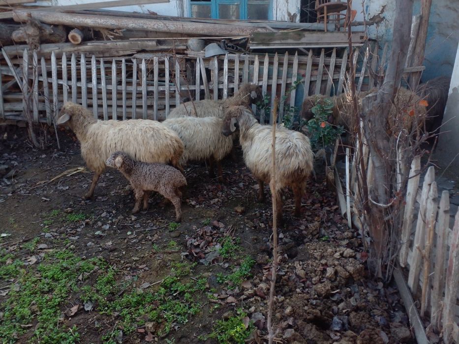 Араби куйлар сотилади