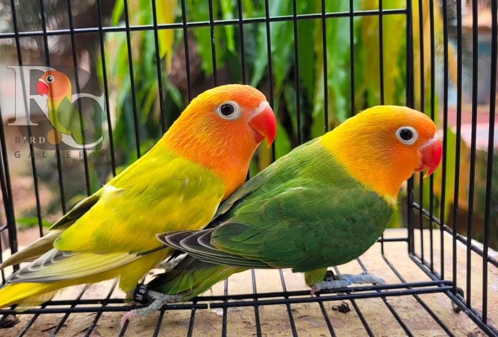 Папугайлар сатылады