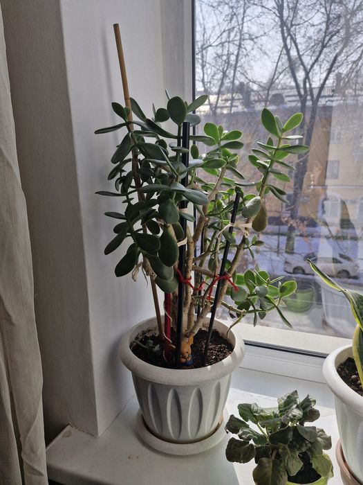 Комнатные цветы.