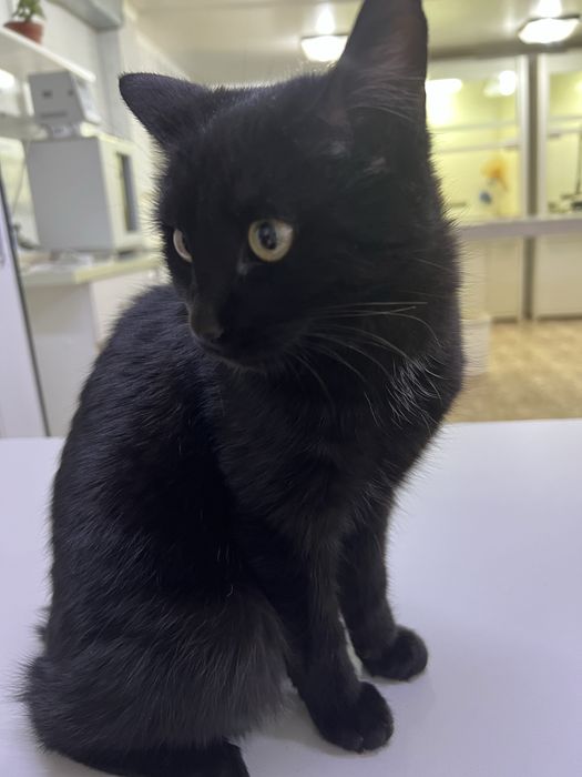 Отдам в добрые руки