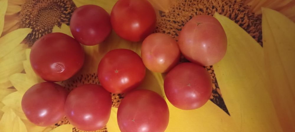 Помидоры для засолки