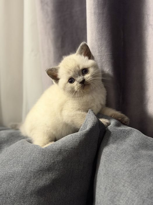 British shorthair blue