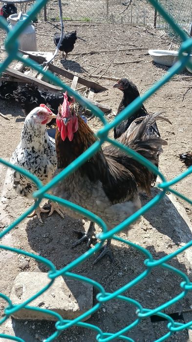 Продам домашних петухов