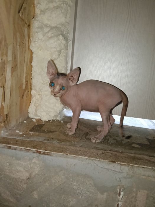 Канадский сфинкс