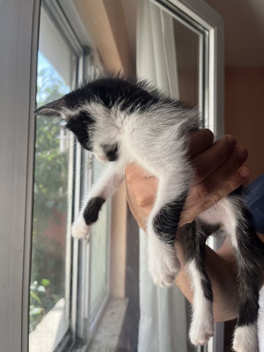 СПЕШНО! Коте търси дом