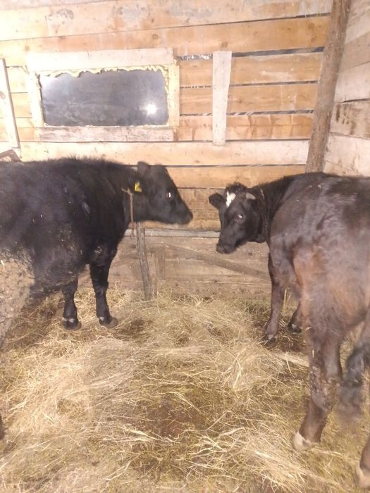 Vând junici(2 vitele) in vârstă de 9-10 luni