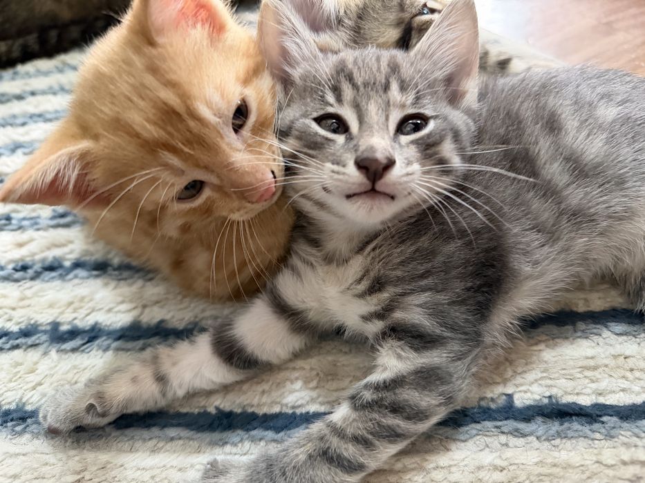 Отдам котят в хоршие руки
