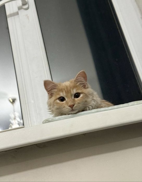 Кот турецкая ангора в хорошие руки