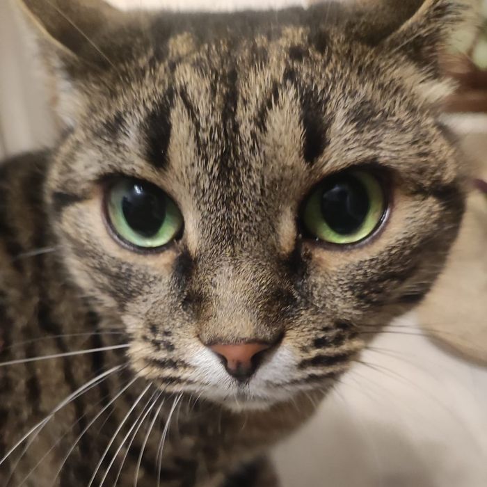 Кошечка Скумбрия ищет дом