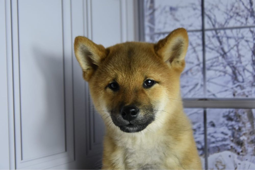 Сиба ину щенки с документами